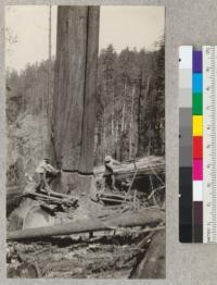 Redwood Utilization Study. Felling redwood. A double or Humboldt undercut. Operator pictures is sawing the undercut deeper after a block had been broken out. A double tree. Trees #939, 940. E.F. July, 1928