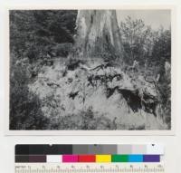 Redwood. Showing root levels in upper 4" of soil. A 5-foot tree stub. Along old railroad lateral of Holmes Eureka Lumber Company logging railroad of 1937 in Salmon Creek. 8-29-43. E. F