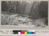 The Woodbridge Metcalf swimming pool, Whitaker's Forest. August 1935