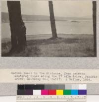 Carmel Beach in the distance, from between Monterey Pines along the 17 Mile Drive, Pacific Grove, Monterey County, California. 1924