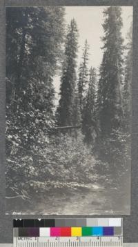 Looking south along American Creek from crossing of line 9 a. Englemann spruce along bottomland here average 5 1/2 - 6 logs and 24' - 30' diameter at breast height