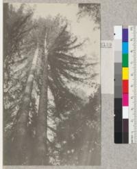 Big River, Mendocino County, California. Redwood Second Growth Cutting Experiment plot. Trees #94 (left) and 95 (right), looking up into crowns. Showing how these trees are clear of branches on the sides toward each other, and the heavily-branches crowns. Dominant and co-dominant trees. #94: 38" diameter at breast height, 150' high. March 1923, E. Fritz
