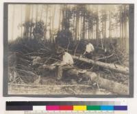 Michigan Agricultural College, Department of Forestry. Views taken during the 6 weeks summer term 1910. Measuring felled timber on the holdings of the Salling & Hanson Company. Eight miles due north of summer camp