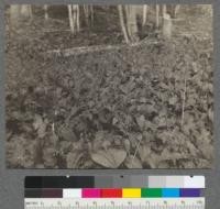 Circea - Enchanters nightshade in a moist opening in the woods. Douglas Lake, Michigan. 1909