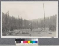 Deans Valley on Rock Creek, Plumas County. Cattle grazing in little opening surrounded by pure Yellow Pine type. Met