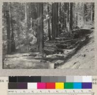 General view of log fill in Holbrook Grove 1 mile north of Redway. On site of road widenings. Fill includes trees #1519, 1520, 1522, 1523. (4.5 2 sec.) May 1934. E. F