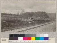 Douglas fir piling cut by a Mr. Gilliss and loaded at McKinleyville near Arcata for new Dolbeer-Carson Mill at Eureka. Trees were 100-200 years old and were cut from an old stand. E. Fritz. June 1923