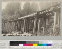 Second Growth Redwood Cutting Experiment Project #688, Big River, Mendocino County, California. A trestle on the Mendocino Lumber Company's railroad supported on second growth piles and caps. The stringers and ties are old growth redwood. This railroad was built in 1911 and only this year (1923) began to show necessity for repair. The second growth caps are still in good condition, but the bottoms of the piles have all of the sap wood rotted off, with a few cases of heartwood rotting also. In most cases, however, the heartwood is still sound. E. Fritz, May 1923