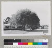 A fine tree of Jerusalem thorn or Palo Verde, Parkinsonia aculeata, as a street tree in Indio. Metcalf. Dec. 1952