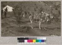 A beast of burden at the planting camp in San Dimas Canyon, Los Angeles County, February, 1926. 7-year old Coulter pine