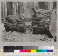 A top log of 12-foot redwood windfall of March 13, 1933 in Richardson Grove. The small end is 210.6 feet from stump cut and is 5.2' in diameter. Note rough character of log. The up-ended split chunk standing beside log was taken from cut directly below the one pictured. April 1933, E.F