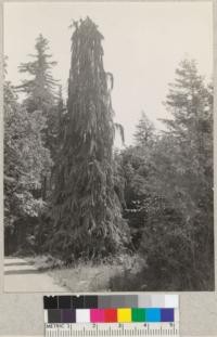 Port Orford Cedar in Hiouchi-Smith River Road, Del Norte County, California. Tree had four trunks and a sharp drooping habit. Aug. 17, 1935. E.F