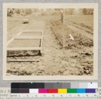 The beginning of our nursery. The first bed has been laid out and levelled off and the second bed is in the course of preparation. Note levelling frame and leveller in the bed at left. April 21, 1926. Eddy Tree Breeding Station