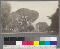 Italian Stone Pine trees on the grounds of the State Capitol, Sacramento. Note the unusual umbrella shape which makes these trees much prized for landscape effects