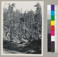 Redwood Region. Selective cutting. Gulch 16, off Clark Fork in Tenmile River. Mendocino County, California. Logged 1949. Showing leave trees and slash. Sept. 1, 1949. E.F