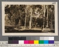 Plot A, Santa Monica station, looking N.W. Eucalyptus in foreground E. citriodora. Little girl stands by a E. diversicolor. February 18, 1917