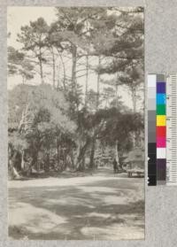 Old and young Monterey Pines and Coast live oaks in the Del Monte Forest, Pacific Grove, California. The Pine reproduces well under the shelterwood method of cutting