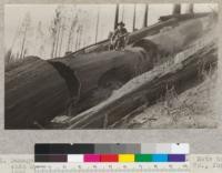 Damage to sound redwood logs by logging fires. Note how ends and sides are burned out. Mendocino Lumber Company, June 1921, E.F