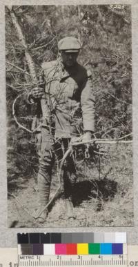 Curled roots in scotch pine plantation on Higgins Lake Forest, Michigan caused death of these trees. Trees planted in 1912 as 2-2 stock. State Forester Schaaf