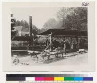 [No caption on photograph. Possibly shows members of the U.S. Army Signal Corps, Spruce Production Division (Spruce Squadron) and their logging operations in the Pacific Northwest during World War I.]