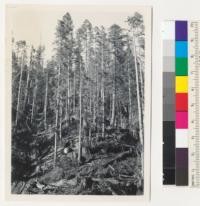 Redwood Region. Selective logging by Salmon Creek Lumber Company (Fred Lundblade). Near Fortuna, California. Slash not yet burned. 11/27/43. E.F