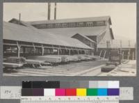 Sorting table. Weed Lumber Company, Weed, California. June, 1920. E.F