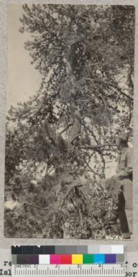 Pinus remorata with its masses of cones at Santa Cruz Island near Prisoner's Harbor. W. Metcalf - June 1931