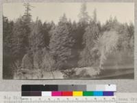 Big River, Mendocino County, California. Plot #1 as seen from opposite side of river. Note general level of crown canopy of the second growth redwood, with several virgin trees overtopping it. The latter remain from the original stand. Trees in extreme distance are on a ridge a mile or more distant. March 1923, E.F