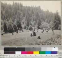 Redwood cut-over land. Pocket Canyon Creek, about one mile south of Guerneville, California. Stumps on the flat are up to 4 1/2 feet in diameter. The flat is used as a pasture. Conifers are mostly Douglas fir and redwood (sprouts). The brush--mostly tan oak. See also #6499 and #6500. 6-3-38. E.F