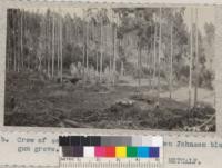 Crew of seven cutting cordwood in Ben Johnson blue-gum grove. August 1932. Metcalf
