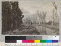 Eucalyptus rostrata grove and desert cottonwoods along irrgation canal, Imperial Valley. 1927