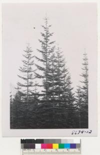 Wind River Arboretum, Wash. Crowns in the plot of Abies Amabilis against the sky. These are too open grown for good Christmas trees. The A. Magnificia and A. Concolor were only fair. Metcalf. Oct. 1952