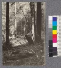 Thinning on forty-five year old redwood second growth. Freshwater. September 1922