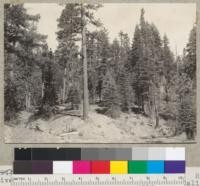 Selective logging California pine region. Red River Lumber Company, Moonlight block, Westwood, California. 7-8-41. E.F