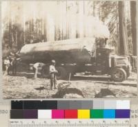 A 28" x 20' redwood log (peeled) on truck at Carlotta operations of Hammond's. Note absence of damage during yarding. June 1935. E.F