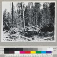 Redwood region. Logging debris from a small operation near Branscomb, California. R. & G. Lumber Company. See also #7351. August 2, 1946. E.F