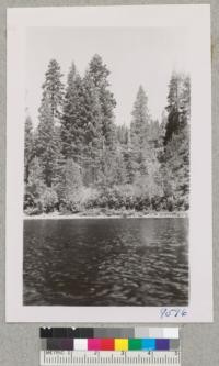 Red and white firs with heavy crop of cones at the edge of Gold Lake, Plumas County. July 1951. Metcalf