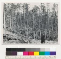 Redwood Region. Selective cutting. Spot slash burn on now. Logged 1948. Near Landing 8. Holmes Eureka Lumber Company Grizzly Creek operation. Aug. 23, 1949. E.F