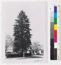 Abies concolor. White fir in yard at 305 Army St., Tehachapi. 17" diameter at breast height x 6 ft. tall and probably 50-60 years old. Old house across street wrecked in quake of 1953. June 1953. Metcalf