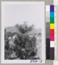 Tree#2 after pruning. March 1955. Metcalf