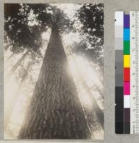 Redwood. Big River Wonder Plot. Looking up into #131. Clean trunk. Some branch stubs persist below crown. 5-30-40. E. F