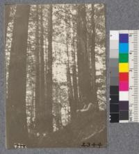 Secondgrowth Redwood Yield Study. Freshwater - plot #20. A 27 year old stand of pure redwood - 44 M.B.M. per acre. D. Bruce - Oct. 1922