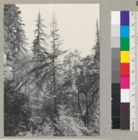 Redwood Acceleration Studies. Tre #1585. A good tree to cut for stem analysis. Good soil, edge of ravine. Core saved. Note broad lower crown and narrow (rapid ht. growth) upper crown. 4/13/38 E. F