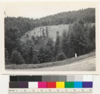 Redwood Region. Poultry ranch on Willits - Fort Bragg Road. Logged off more than 50 years before. New redwood growth kept out by careful management. Hare Creek basin. 6-20-43. E. F