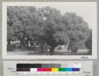 Coral Tree, Erythrina sp., at 418 E. Cienega St., San Dimas, with Russell Ireland. Branches damaged by frost. July 1952. Metcalf