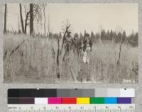 Ranger Sharp, State Forester Pratt and Advisor Grazer inspect grain crop on controlled burn area near Nevada City to remove brush for farming. Fire Oct. 1925. Photo May, 1926