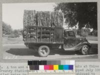 A ton and a half of cork from cork oaks at Chico Forestry Station planted in 1904 and stripped July 1940. Boiled twice in vats set up at Chico and shipped to Baltimore for testing. Metcalf