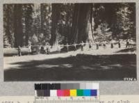 A big tree and the number of club members it took to span it. Madera 4-H Club. Whitaker's Forest, 1929