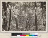 Isolated group of mixed hardwoods. Basswood; Slippery Elm; White Elm, Burr Oak, etc. Southwest Minnesota, between two lakes