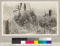 Number 159288 Forest Service. Union Lumber Company, Pudding Creek. Redwood sprouts one year old. Note heavy "fireweed" at this stage